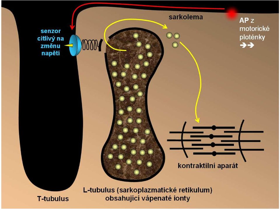 kontraktilní aparát T-tubulus L-tubulus