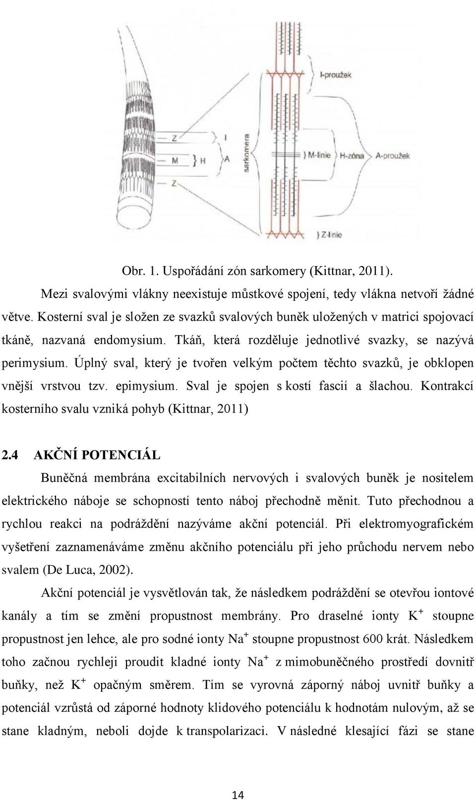 Úplný sval, který je tvořen velkým počtem těchto svazků, je obklopen vnější vrstvou tzv. epimysium. Sval je spojen s kostí fascií a šlachou. Kontrakcí kosterního svalu vzniká pohyb (Kittnar, 2011) 2.