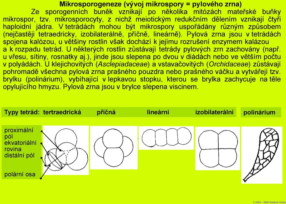 V tetrádách mohou být mikrospory uspořádány různým způsobem (nejčastěji tetraedricky, izobilaterálně, příčně, lineárně).