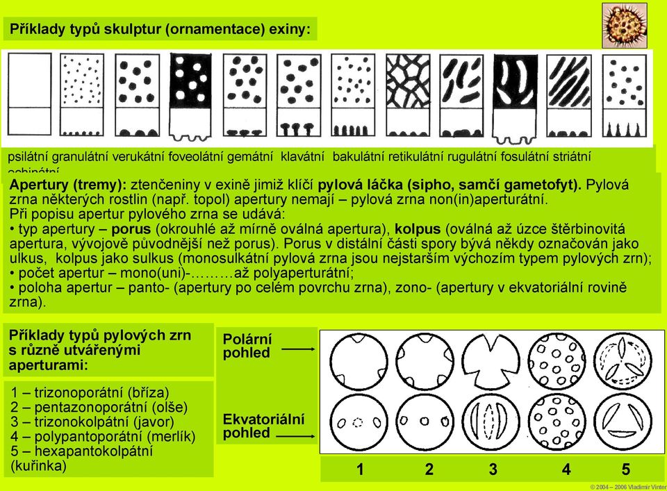 Při popisu apertur pylového zrna se udává: typ apertury porus (okrouhlé až mírně oválná apertura), kolpus (oválná až úzce štěrbinovitá apertura, vývojově původnější než porus).