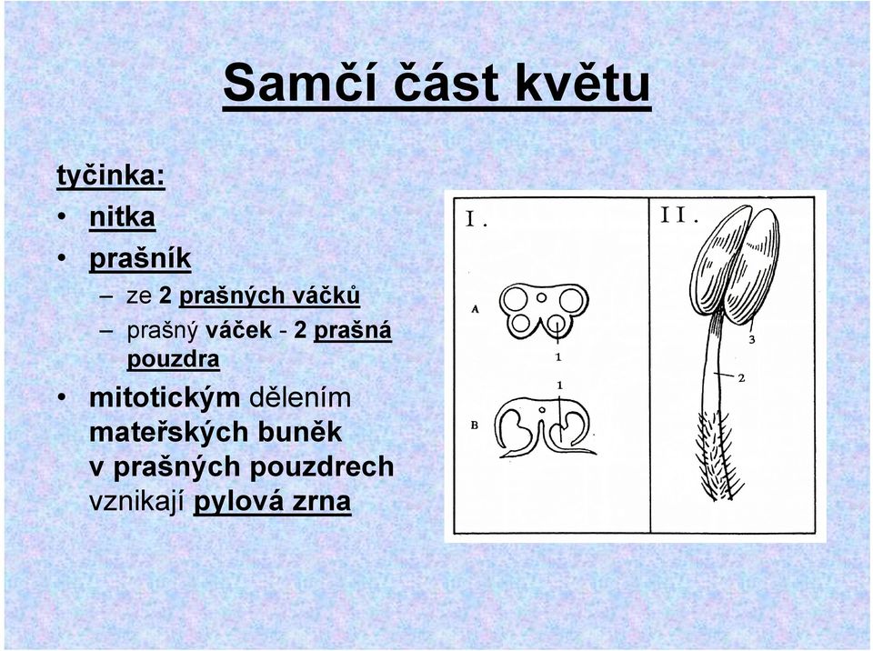 pouzdra mitotickým dělením mateřských