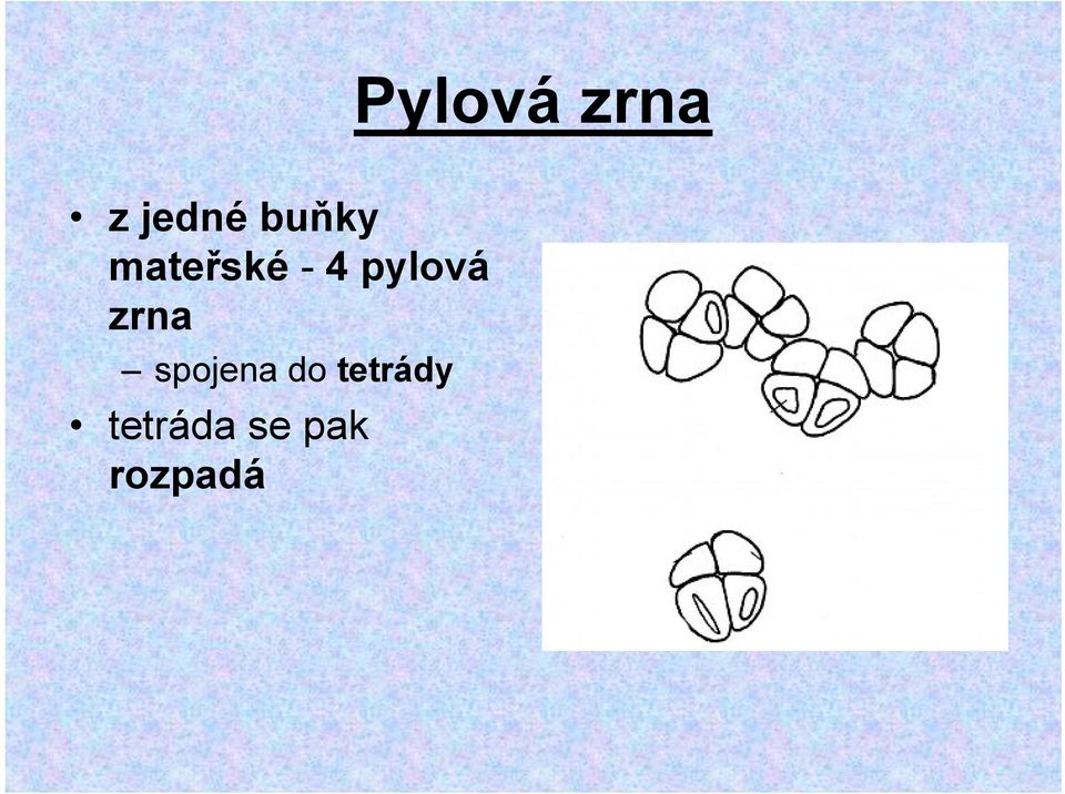 pylová zrna spojena do