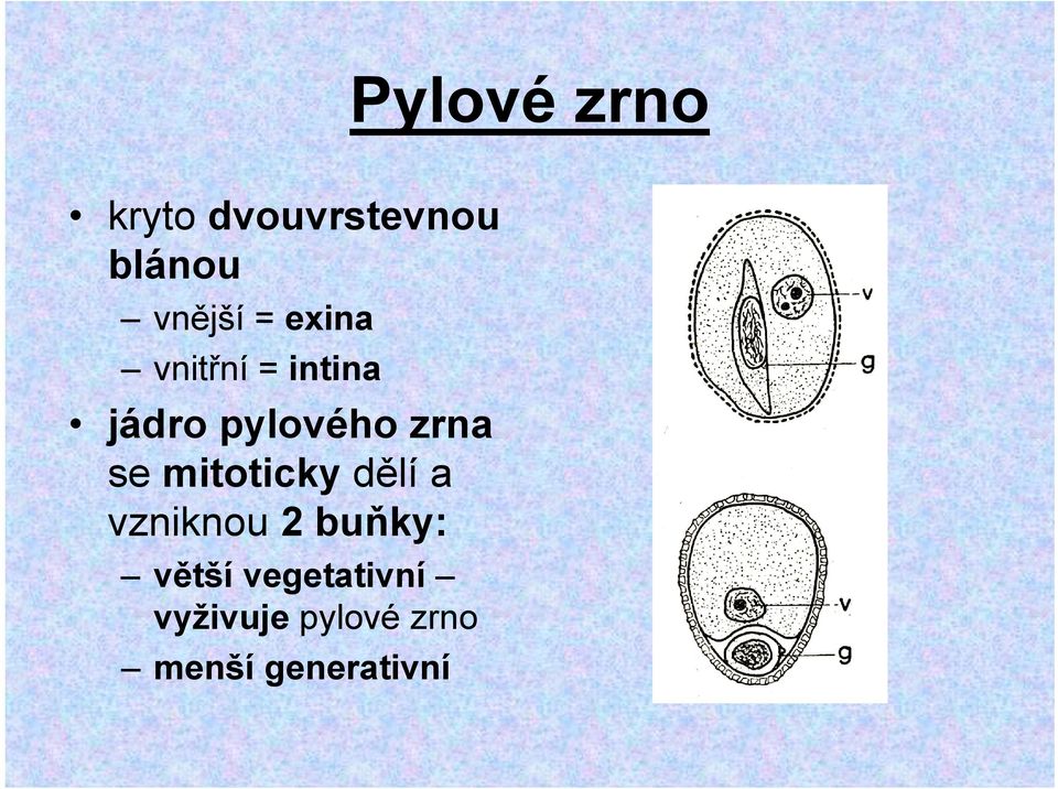 se mitoticky dělí a vzniknou 2 buňky: větší