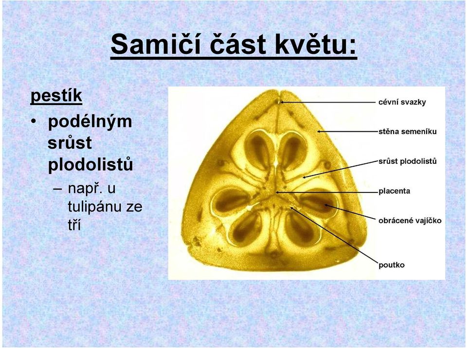 srůst plodolistů