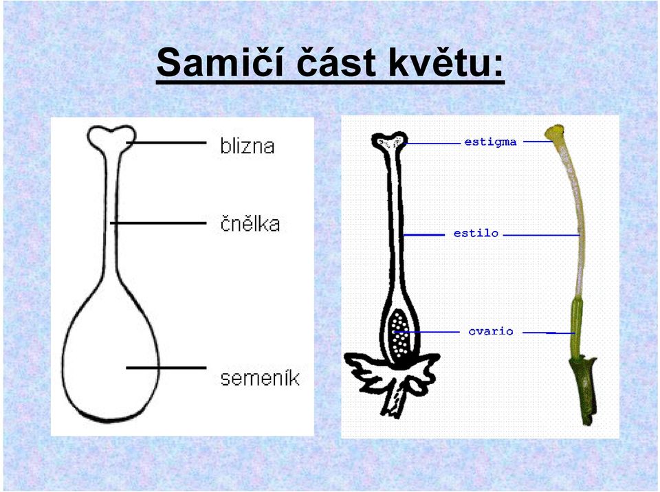 květu: