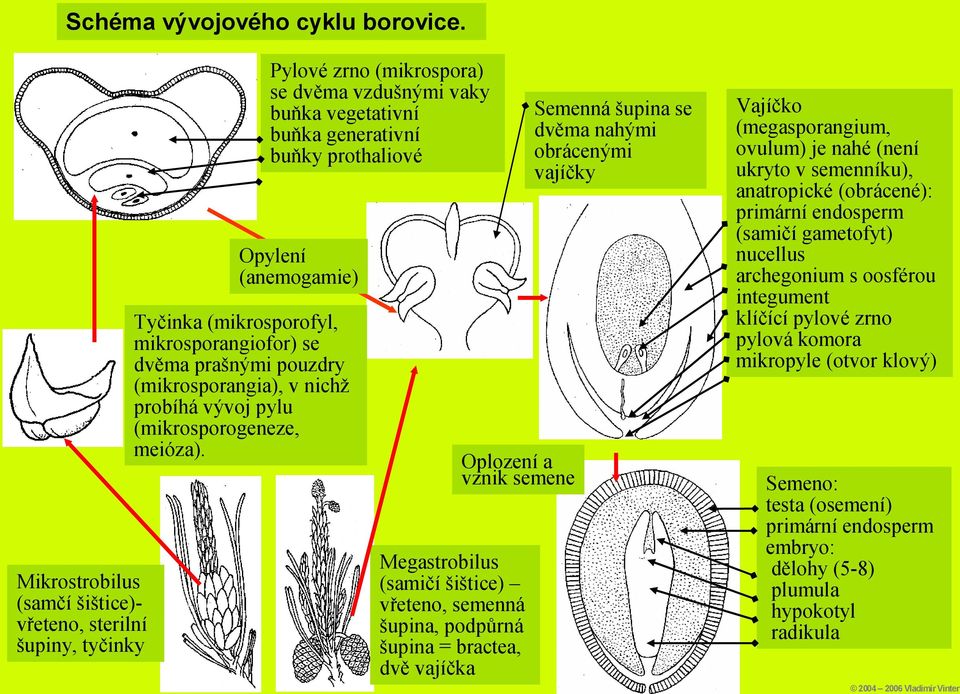 meióza).