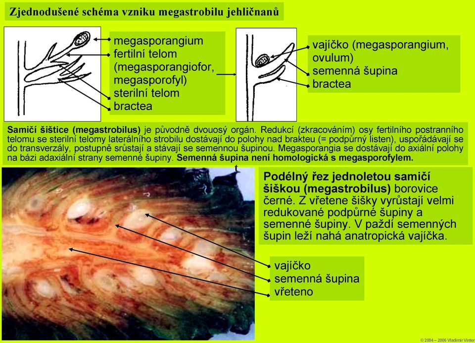 Redukcí (zkracováním) osy fertilního postranního telomu se sterilní telomy laterálního strobilu dostávají do polohy nad brakteu (= podpůrný listen), uspořádávají se do transverzály, postupně srůstají