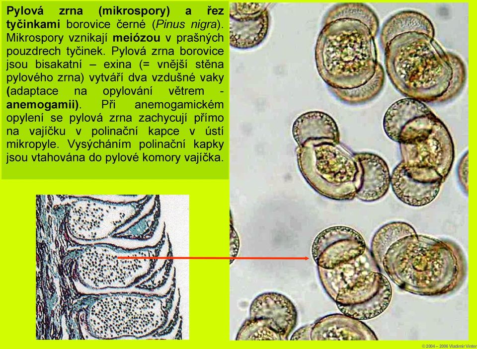 Pylová zrna borovice jsou bisakatní exina (= vnější stěna pylového zrna) vytváří dva vzdušné vaky (adaptace na