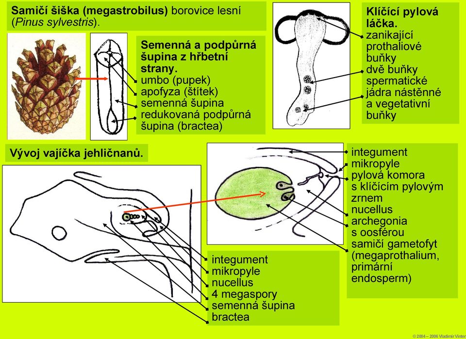 zanikající prothaliové buňky dvě buňky spermatické jádra nástěnné a vegetativní buňky Vývoj vajíčka jehličnanů.