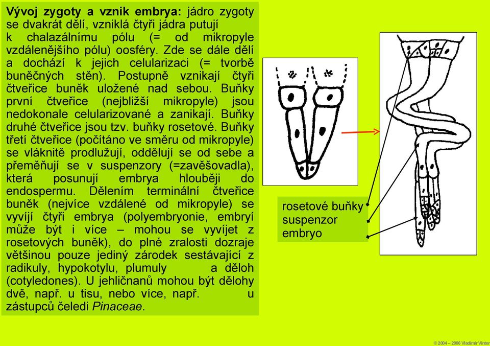 Buňky první čtveřice (nejbližší mikropyle) jsou nedokonale celularizované a zanikají. Buňky druhé čtveřice jsou tzv. buňky rosetové.