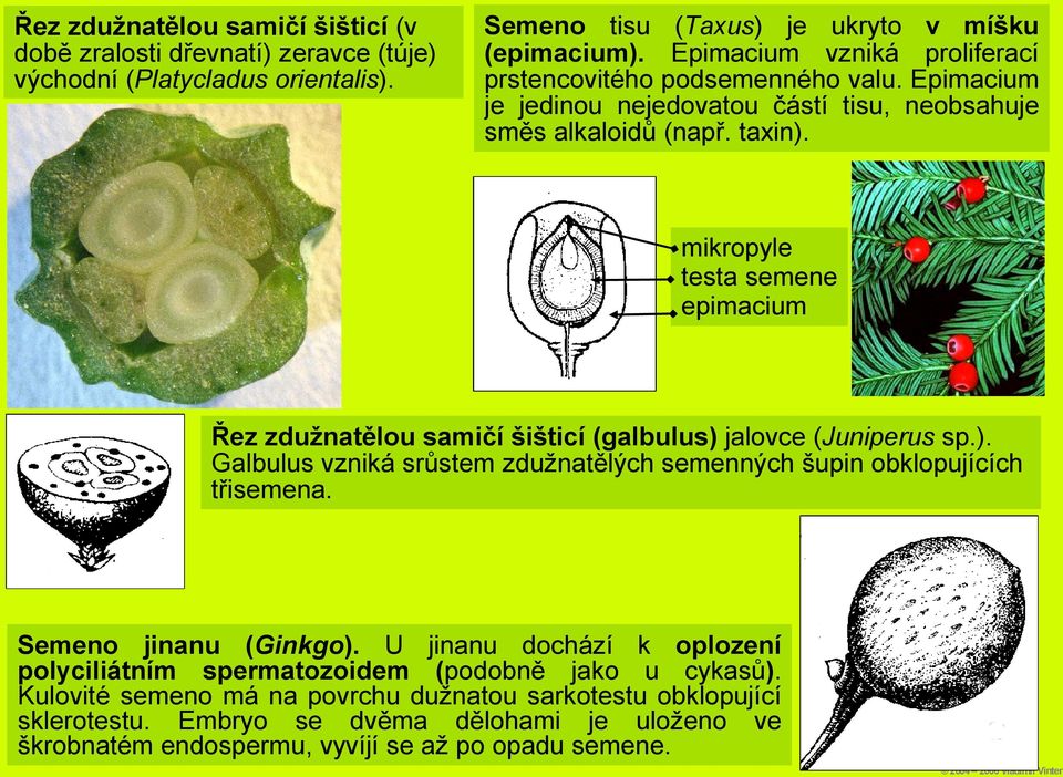 mikropyle testa semene epimacium Řez zdužnatělou samičí šišticí (galbulus) jalovce (Juniperus sp.). Galbulus vzniká srůstem zdužnatělých semenných šupin obklopujících třisemena.