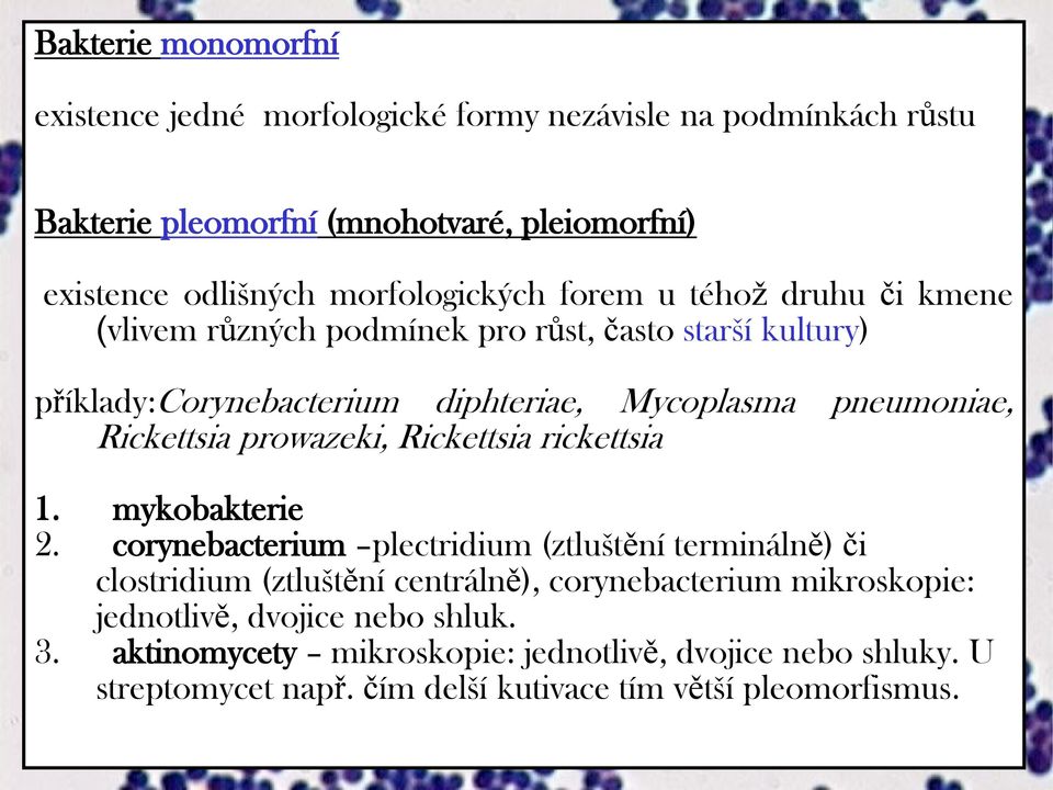 Rickettsia prowazeki, Rickettsia rickettsia 1. mykobakterie 2.