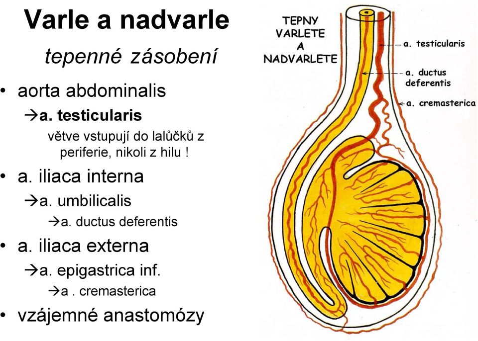hilu! a. iliaca interna a. umbilicalis a. ductus deferentis a.