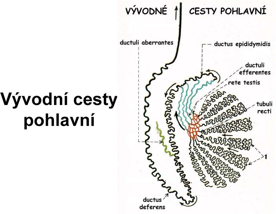 pohlavní