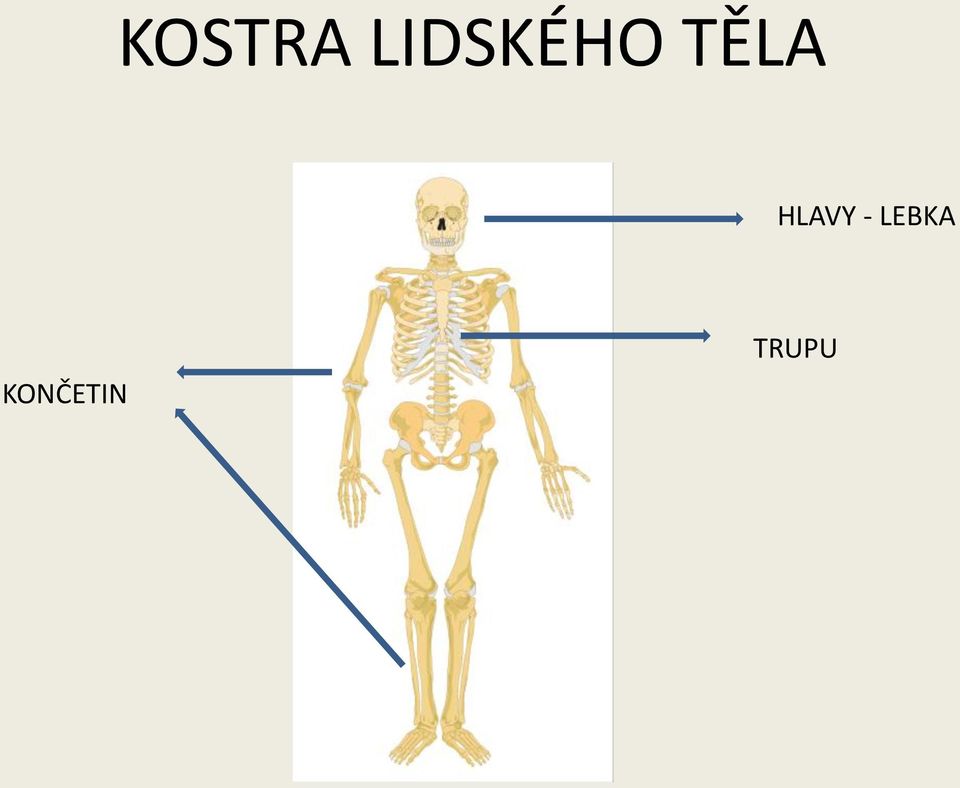 TĚLA HLAVY -