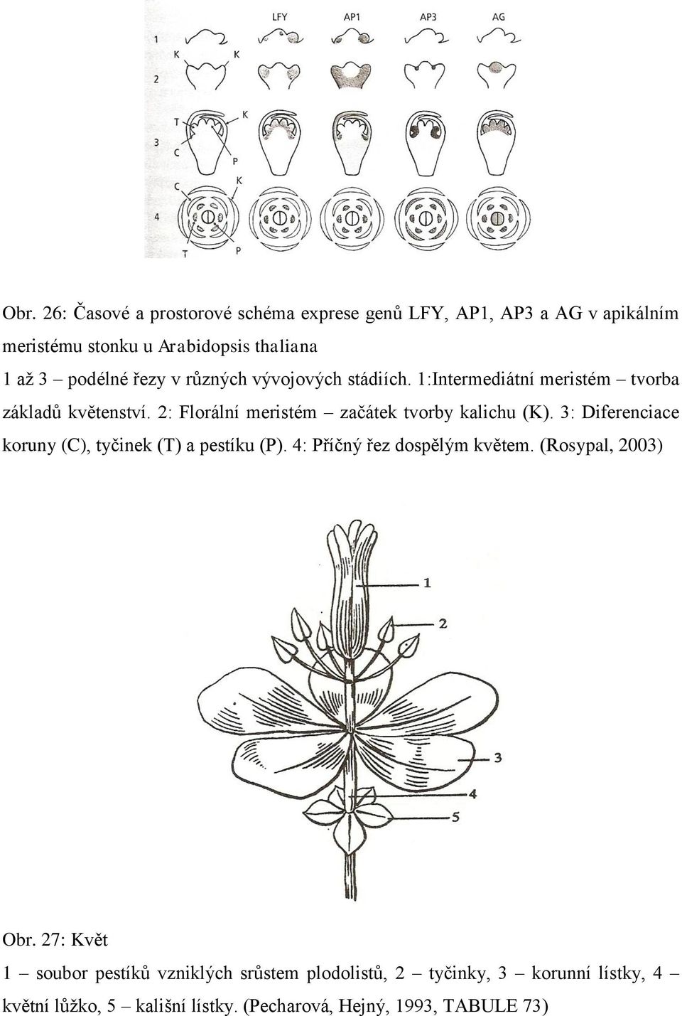 2: Florální meristém začátek tvorby kalichu (K). 3: Diferenciace koruny (C), tyčinek (T) a pestíku (P). 4: Příčný řez dospělým květem.