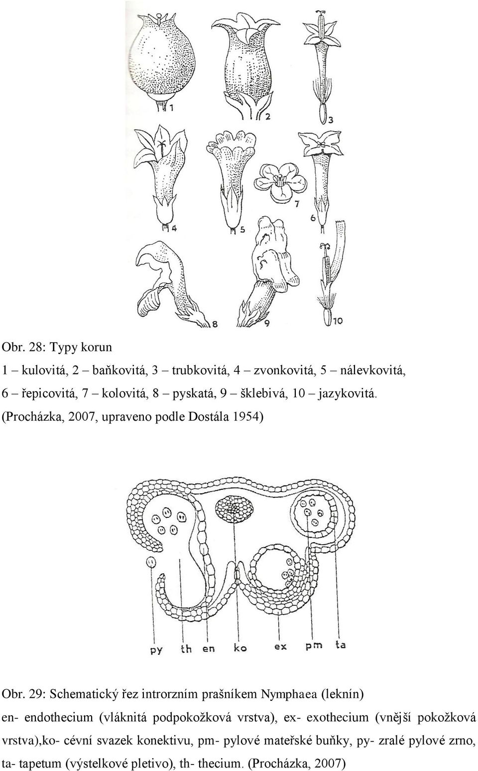 29: Schematický řez introrzním prašníkem Nymphaea (leknín) en- endothecium (vláknitá podpokožková vrstva), ex- exothecium