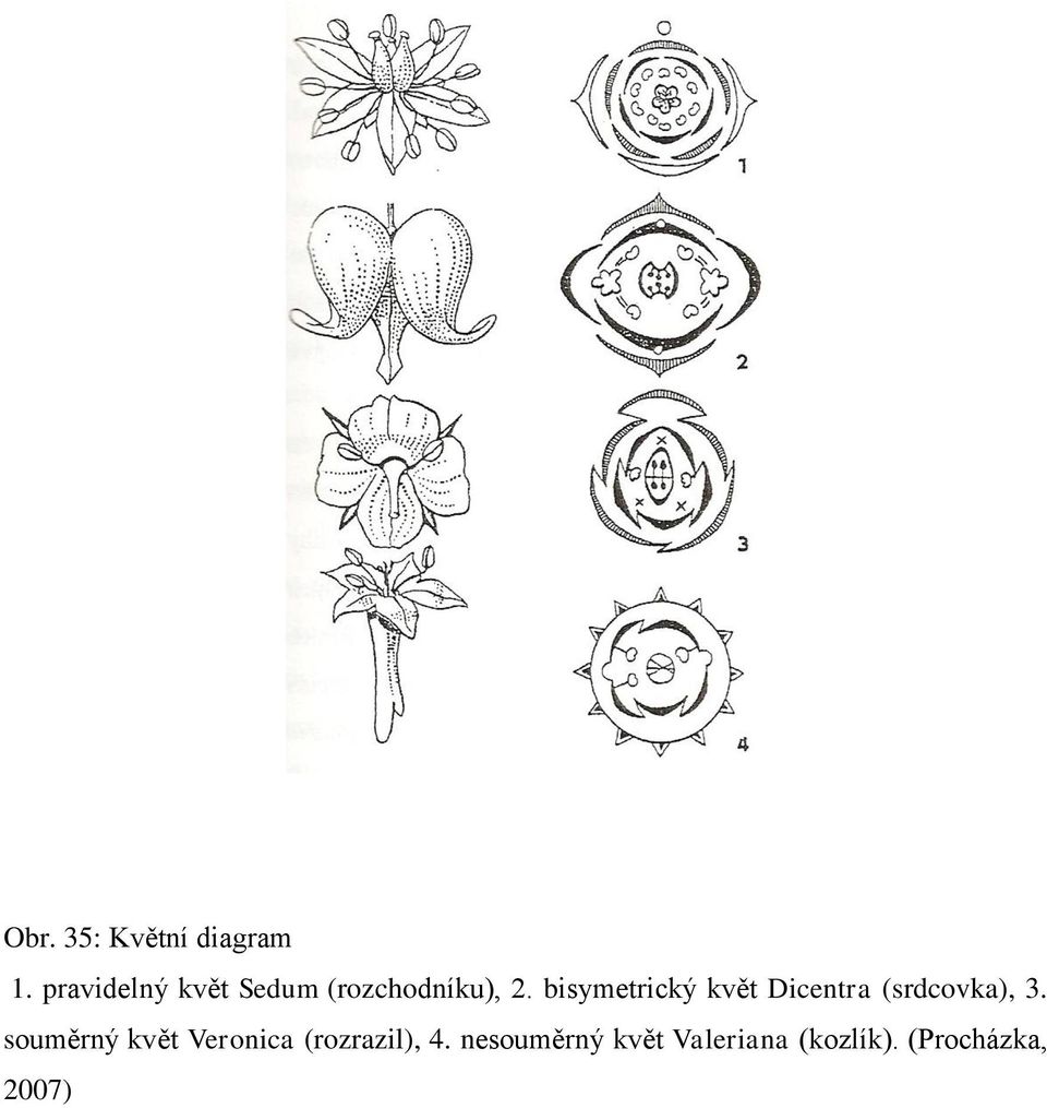 bisymetrický květ Dicentra (srdcovka), 3.