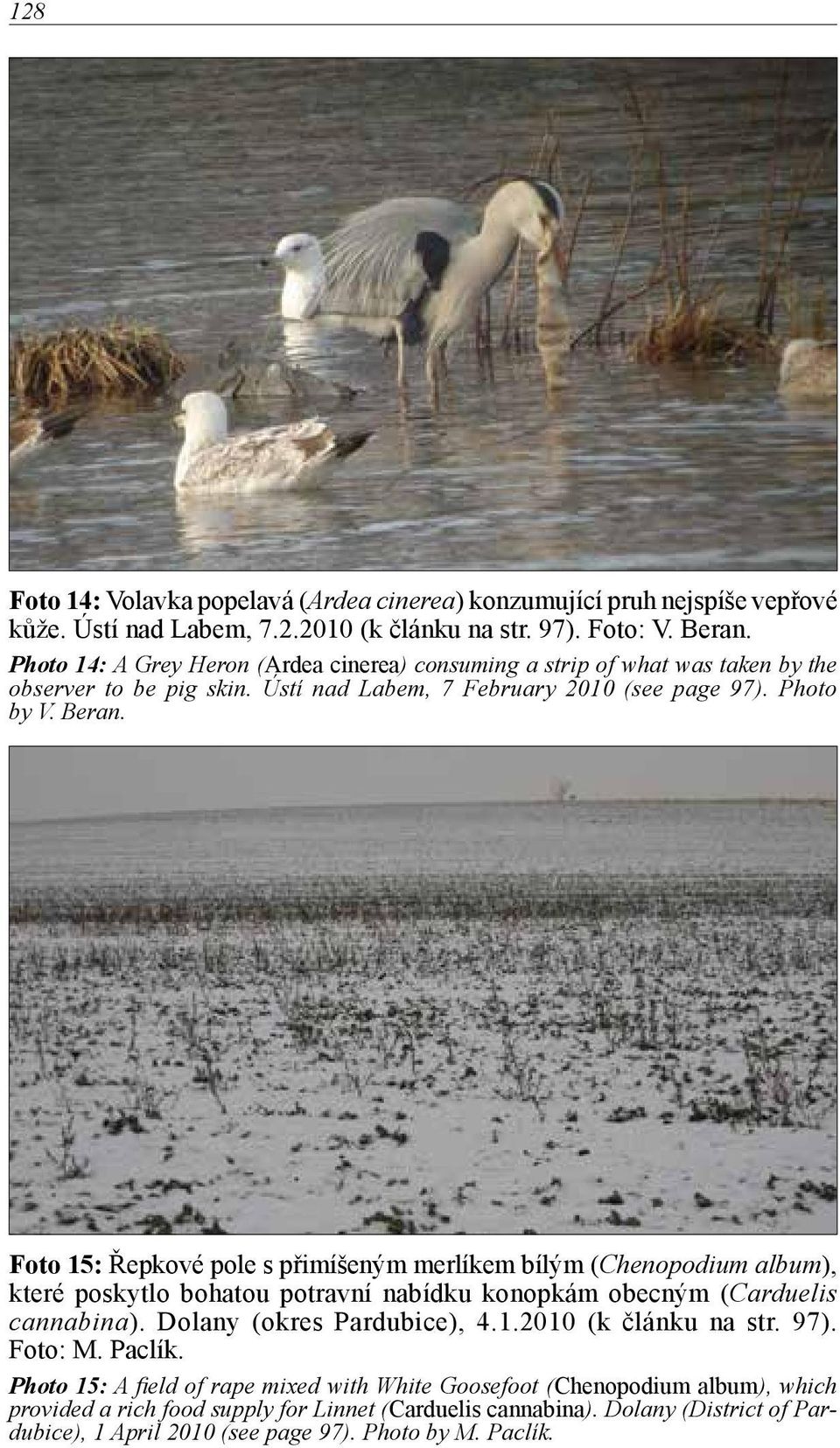 Foto 15: Řepkové pole s přimíšeným merlíkem bílým (Chenopodium album), které poskytlo bohatou potravní nabídku konopkám obecným (Carduelis cannabina). Dolany (okres Pardubice), 4.1.2010 (k článku na str.