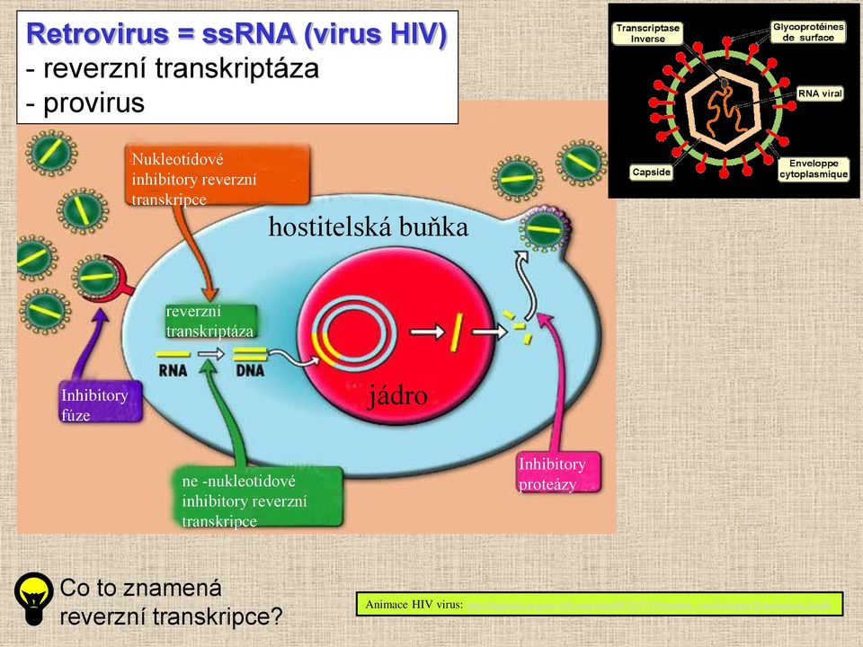 -nukleotidové inhibitory reverzní transkripce Inhibitory proteázy Co to znamená reverzní