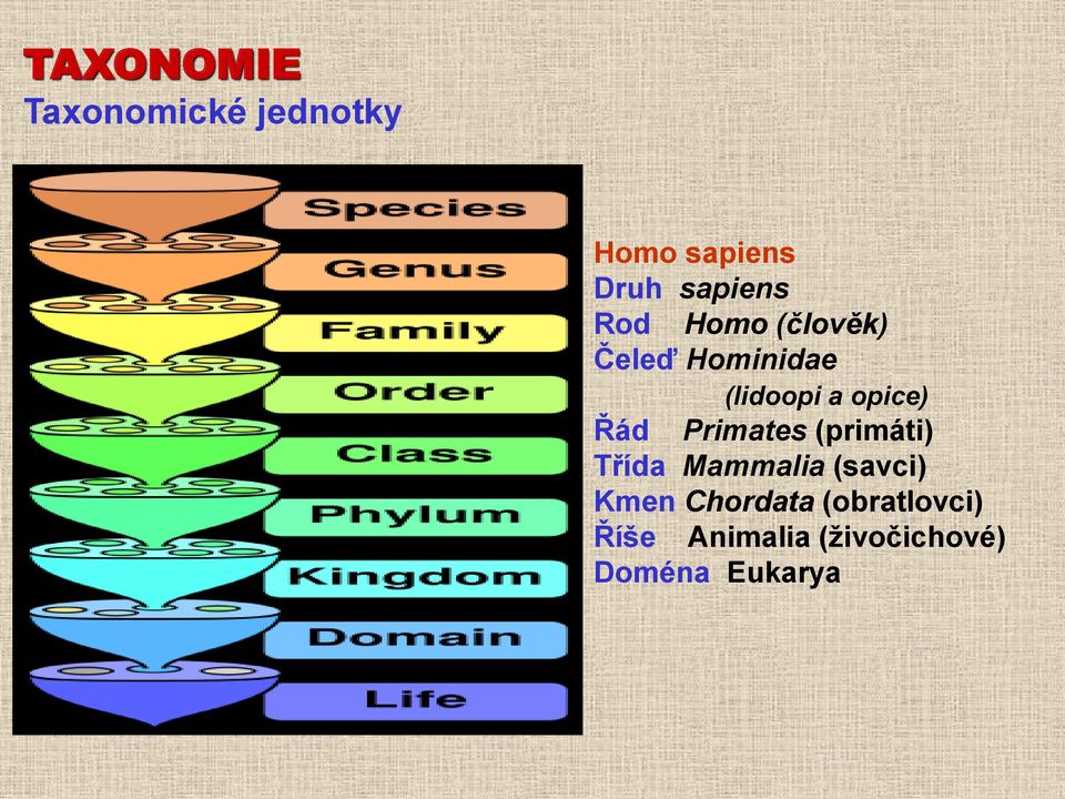 opice) Řád Primates (primáti) Třída Mammalia (savci)