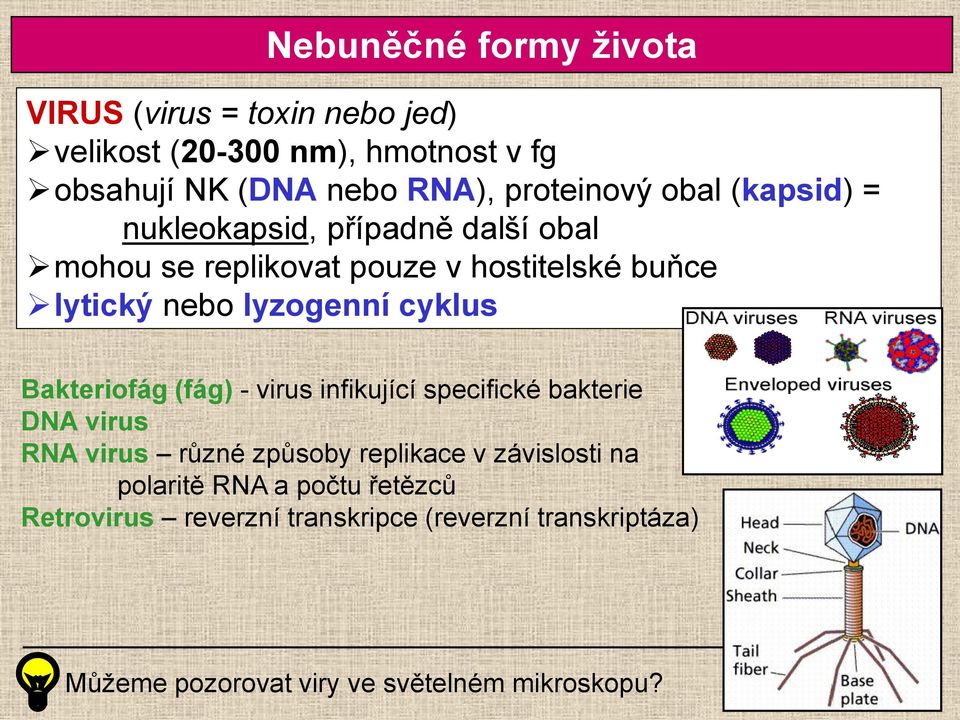 lyzogenní cyklus Bakteriofág (fág) - virus infikující specifické bakterie DNA virus RNA virus různé způsoby replikace v