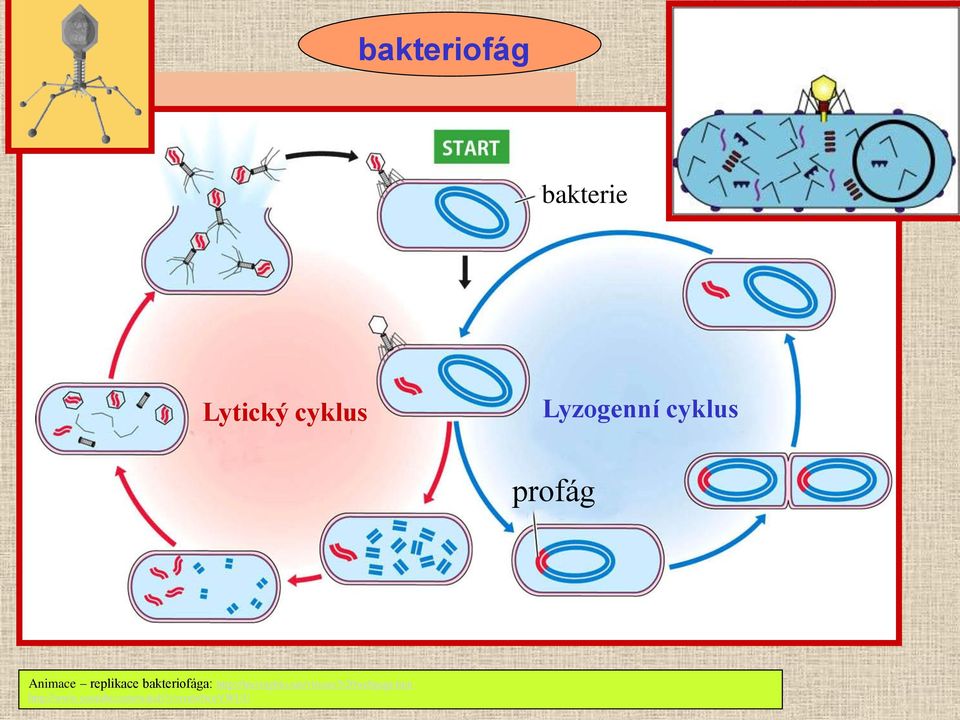 bakteriofága: http://leavingbio.