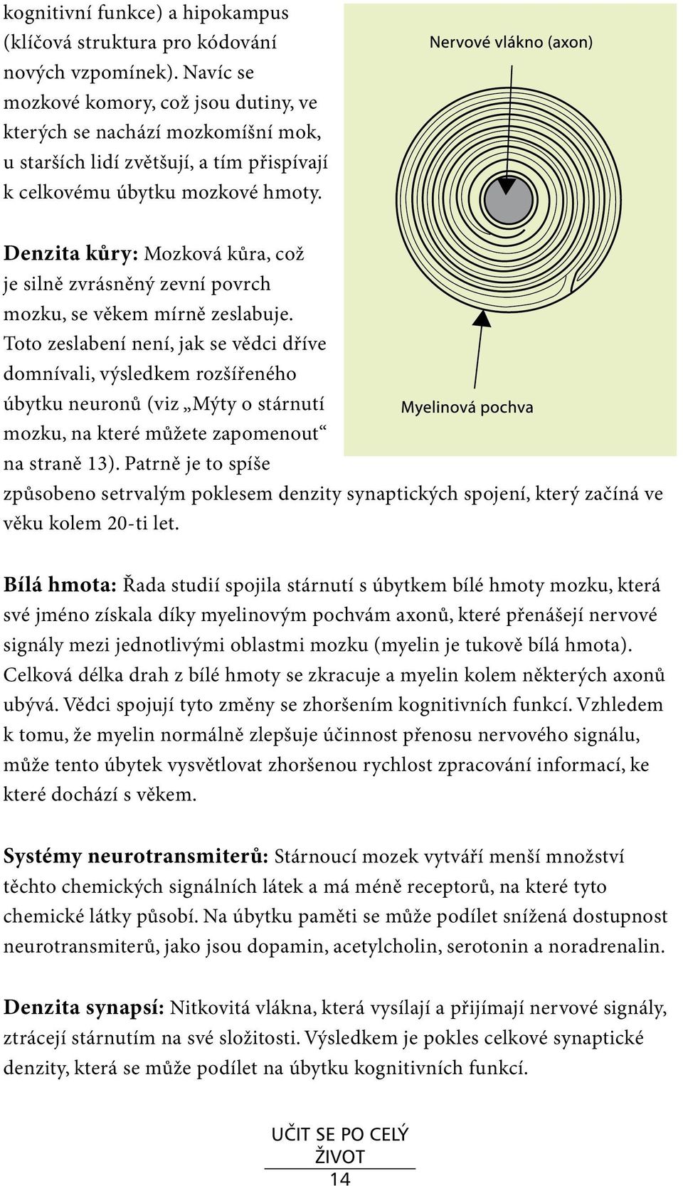 Denzita kůry: Mozková kůra, což je silně zvrásněný zevní povrch mozku, se věkem mírně zeslabuje.