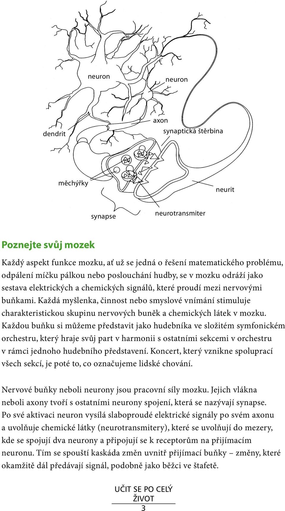 Každá myšlenka, činnost nebo smyslové vnímání stimuluje charakteristickou skupinu nervových buněk a chemických látek v mozku.