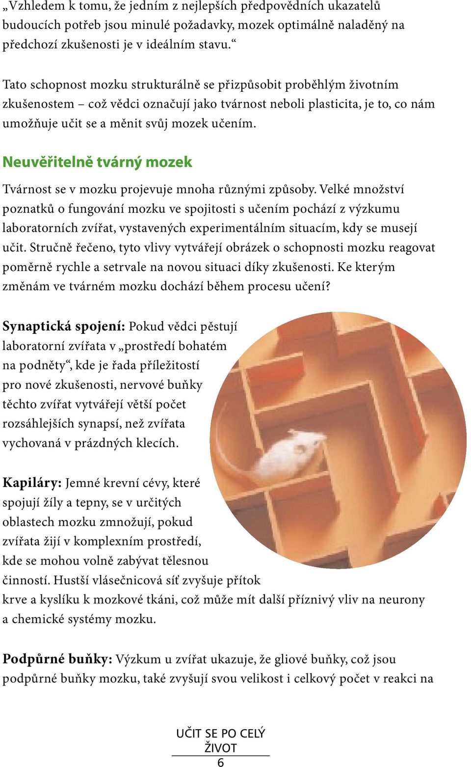 Neuvěřitelně tvárný mozek Tvárnost se v mozku projevuje mnoha různými způsoby.