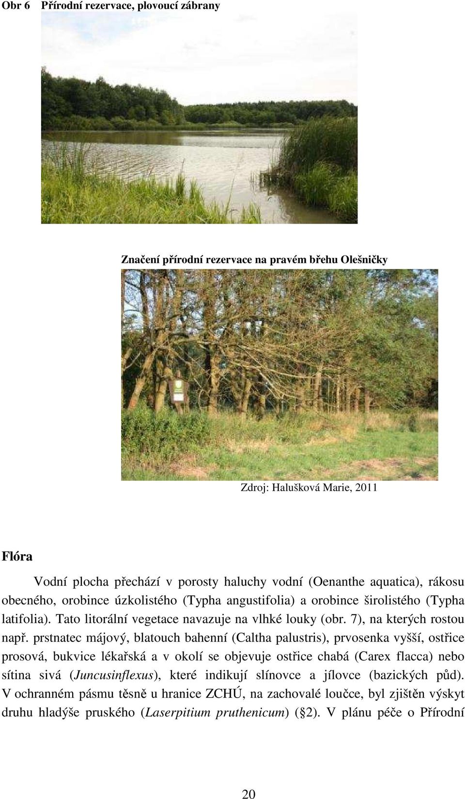 prstnatec májový, blatouch bahenní (Caltha palustris), prvosenka vyšší, ostřice prosová, bukvice lékařská a v okolí se objevuje ostřice chabá (Carex flacca) nebo sítina sivá (Juncusinflexus),