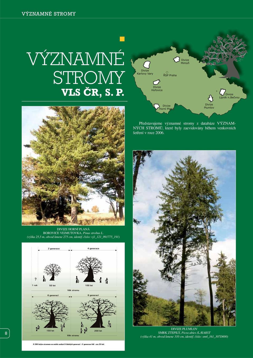 etfiení v roce 2006. DIVIZE HORNÍ PLANÁ BOROVICE VEJMUTOVKA, Pinus strobus L.