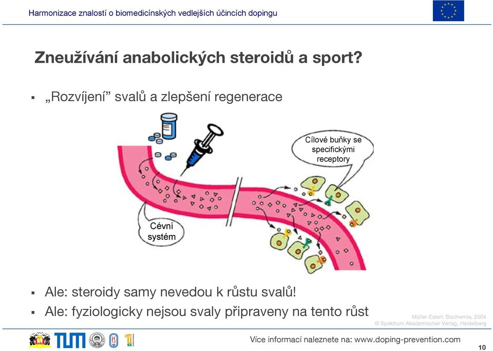 receptory Cévní systém Ale: steroidy samy nevedou k růstu svalů!