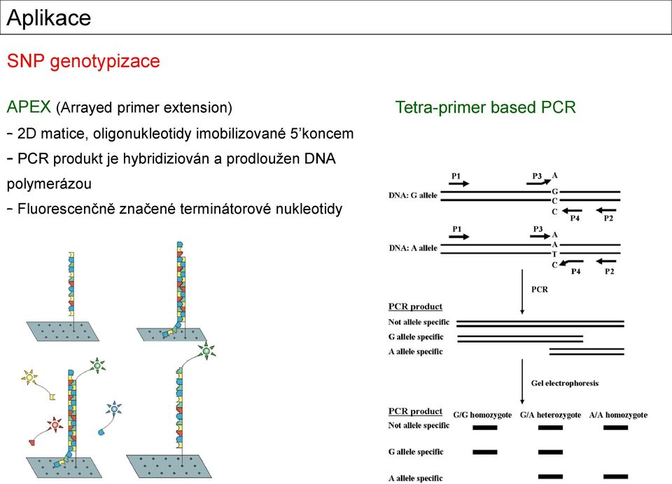 produkt je hybridiziován a prodloužen DNA polymerázou