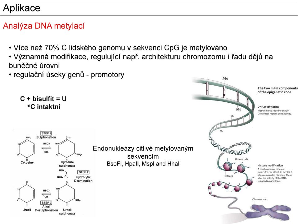 architekturu chromozomu i řadu dějů na buněčné úrovni regulační úseky genů -