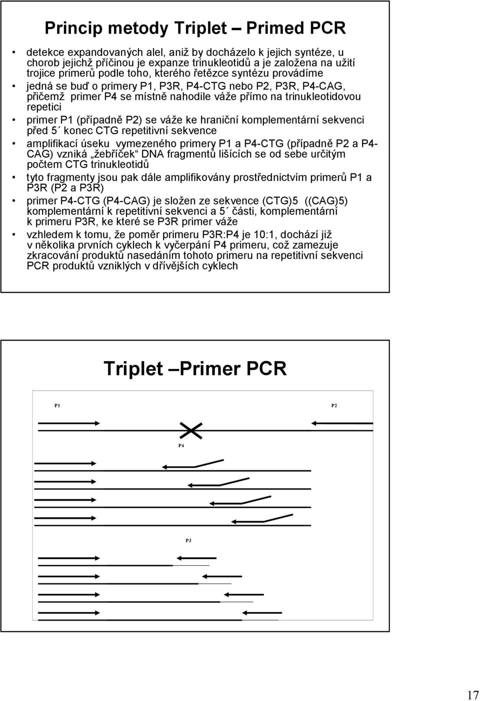 váže ke hraniční komplementární sekvenci před 5 konec CTG repetitivní sekvence amplifikací úseku vymezeného primery P1 a P4-CTG (případně P2 a P4- CAG) vzniká žebříček DNA fragmentů lišících se od