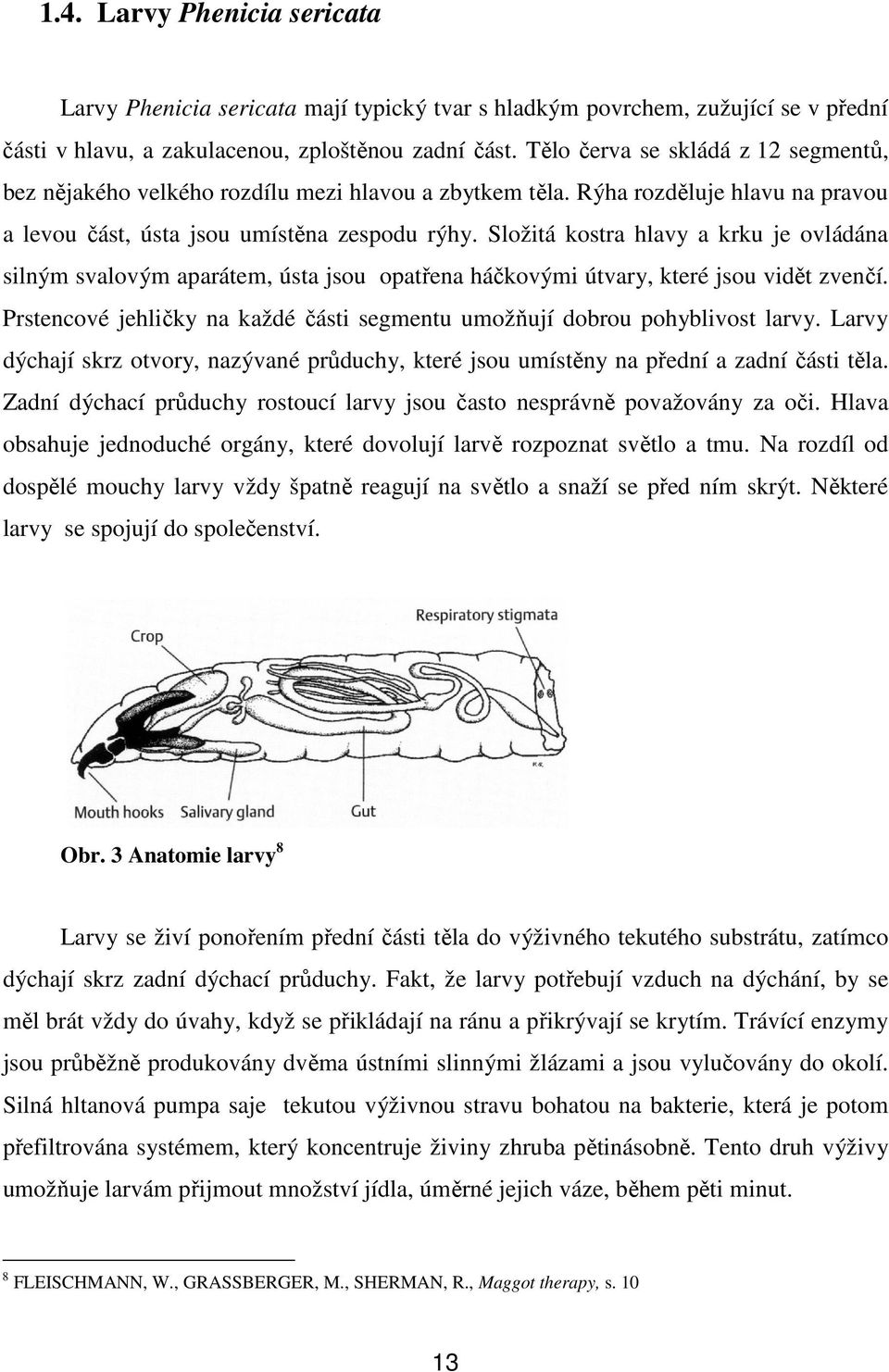 Složitá kostra hlavy a krku je ovládána silným svalovým aparátem, ústa jsou opatřena háčkovými útvary, které jsou vidět zvenčí.