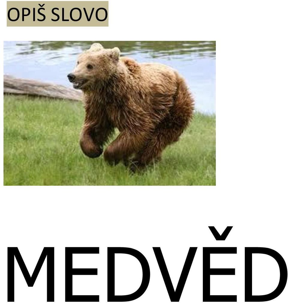 MEDVĚD