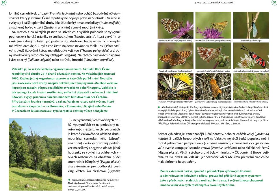 Vzácně se vyskytují i další teplomilné druhy jako žlutokvětý oman mečolistý (Inula ensifolia) a nádherný hořec křížatý (Gentiana cruciata) s tmavě modrými květy.