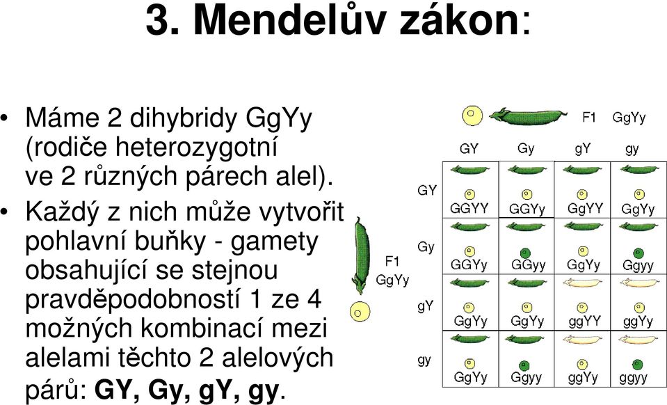 Každý z nich může vytvořit pohlavní buňky - gamety obsahující se