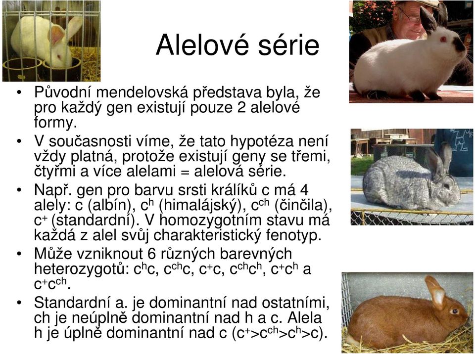 gen pro barvu srsti králíků c má 4 alely: c (albín), c h (himalájský), c ch (činčila), c + (standardní).