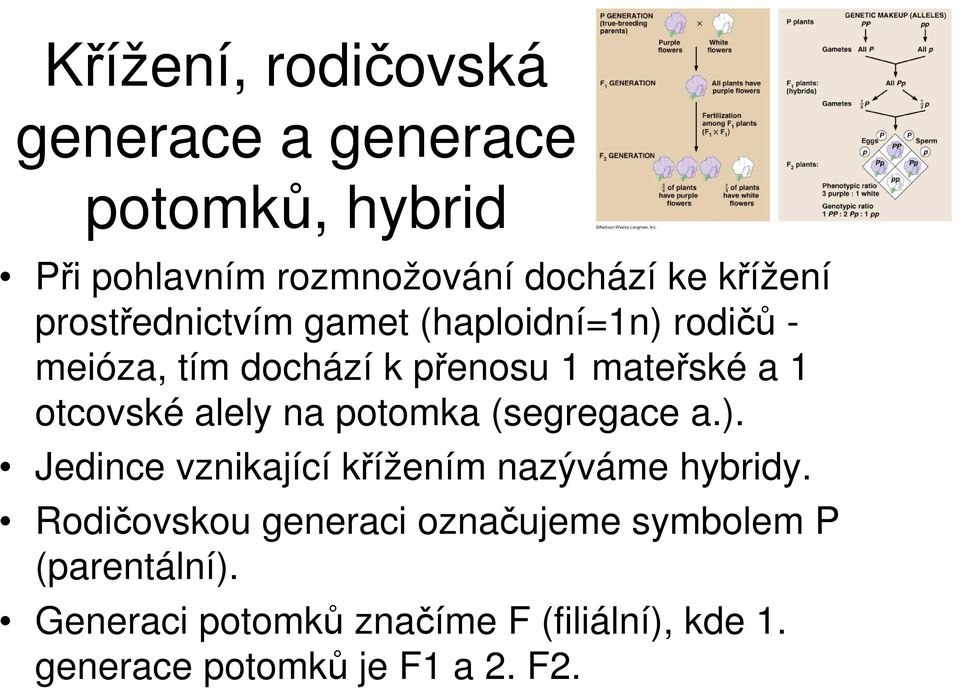 alely na potomka (segregace a.). Jedince vznikající křížením nazýváme hybridy.