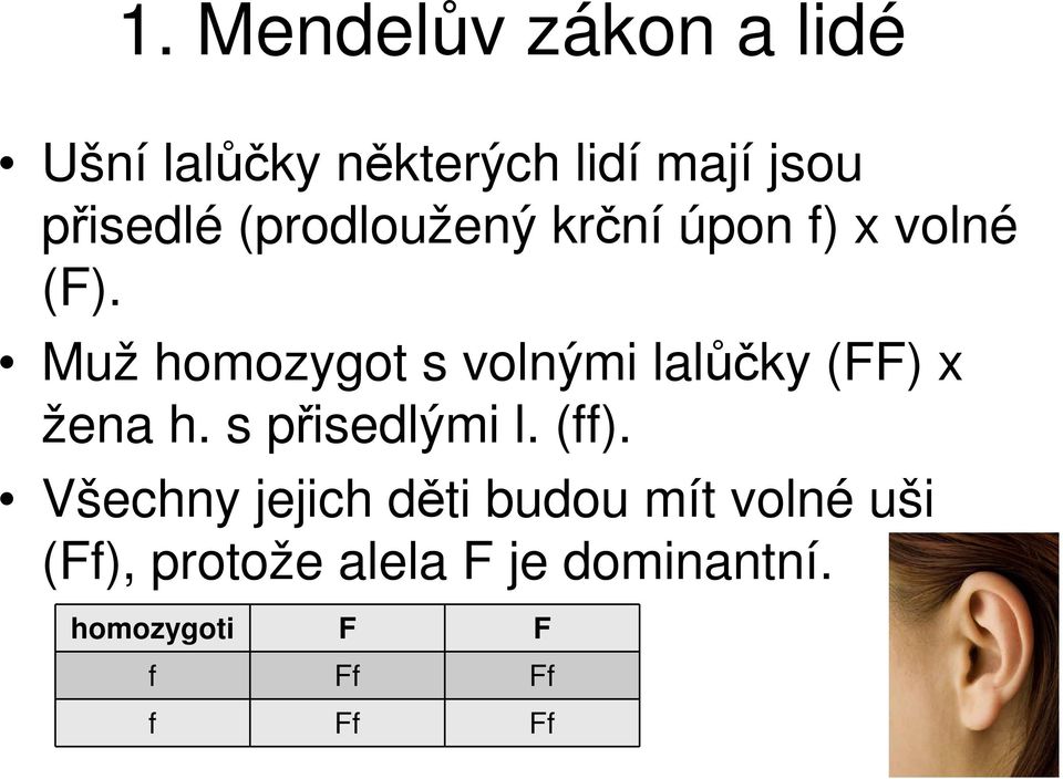 Muž homozygot s volnými lalůčky (FF) x žena h. s přisedlými l. (ff).