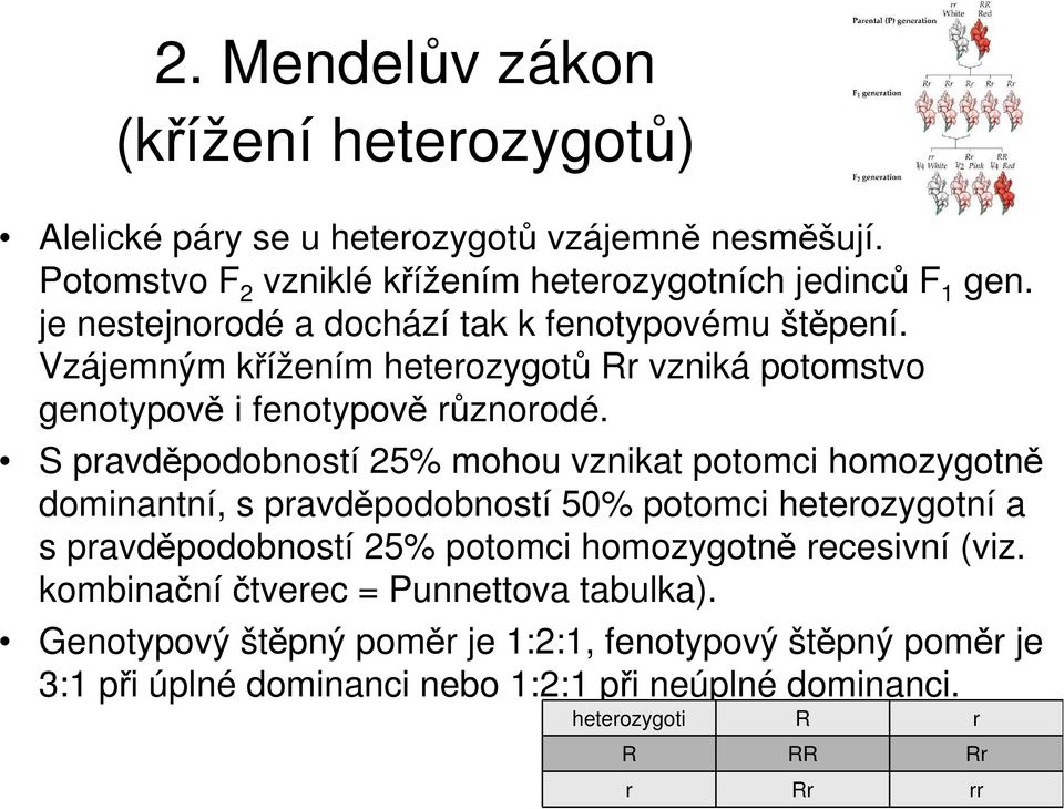 S pravděpodobností 25% mohou vznikat potomci homozygotně dominantní, s pravděpodobností 50% potomci heterozygotní a s pravděpodobností 25% potomci homozygotně