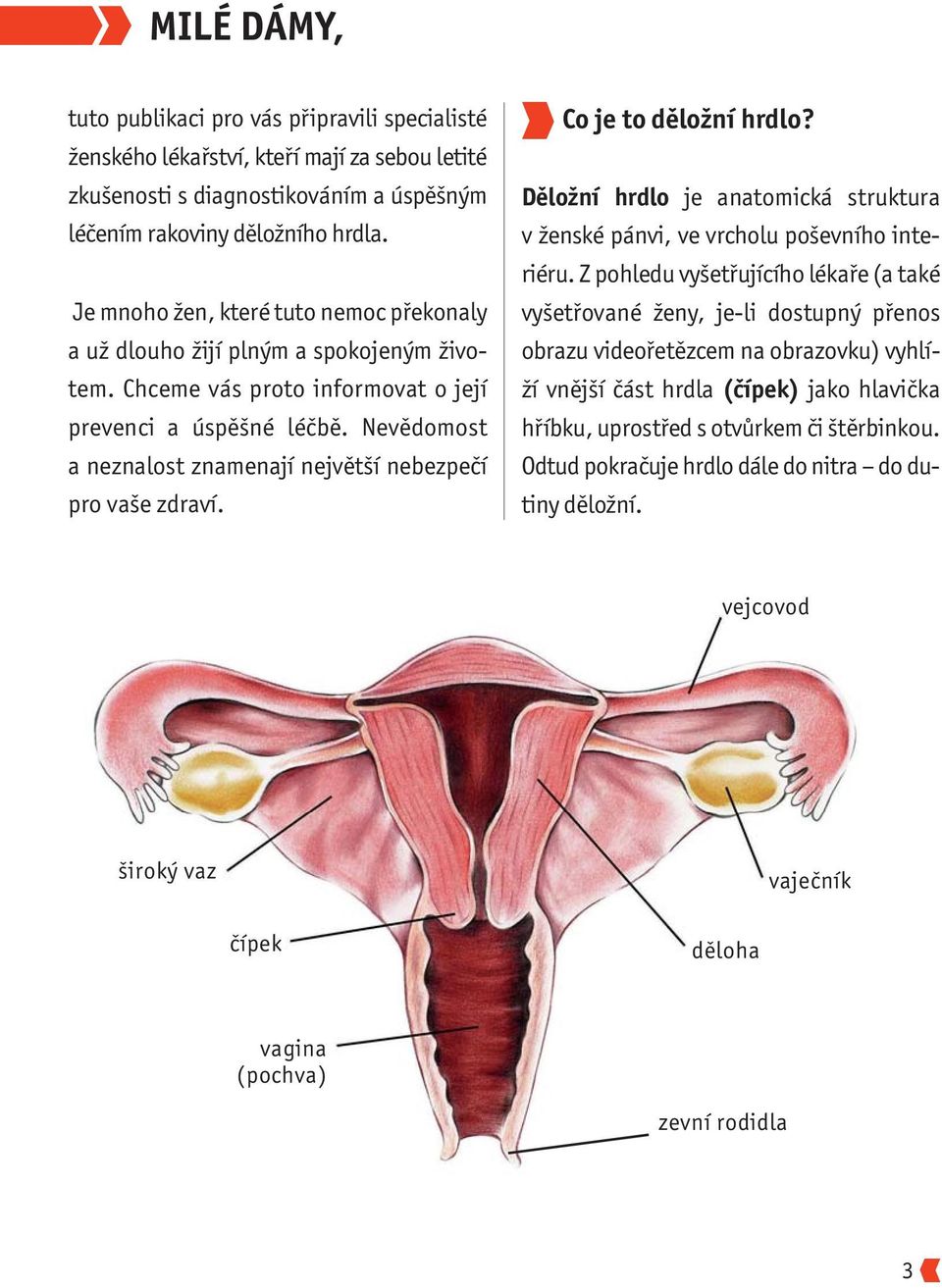 Nevědomost a neznalost znamenají největší nebezpečí pro vaše zdraví. Co je to děložní hrdlo? Děložní hrdlo je anatomická struktura v ženské pánvi, ve vrcholu poševního in te - riéru.