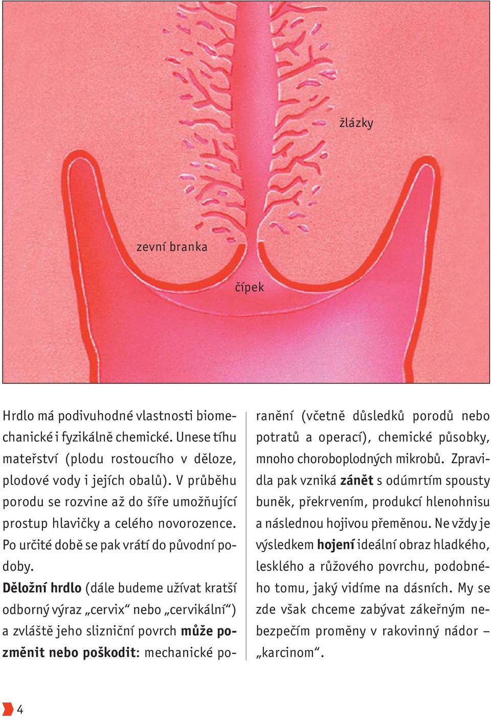 Děložní hrdlo (dále budeme užívat kratší odborný výraz cervix nebo cervikální ) a zvláště jeho slizniční povrch může pozměnit nebo poškodit: mechanické poranění (včetně důsledků porodů nebo potratů a