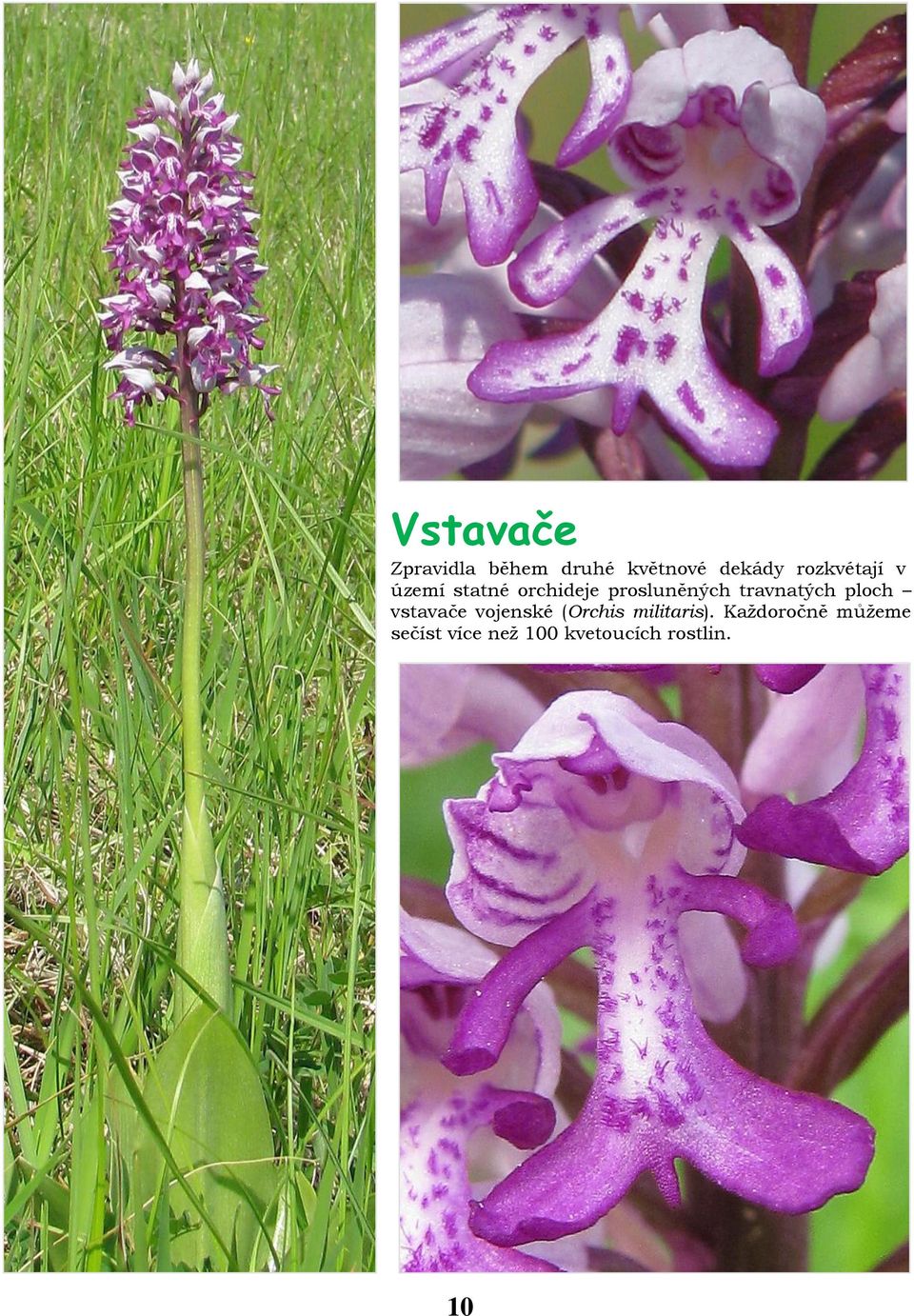 travnatých ploch vstavače vojenské (Orchis