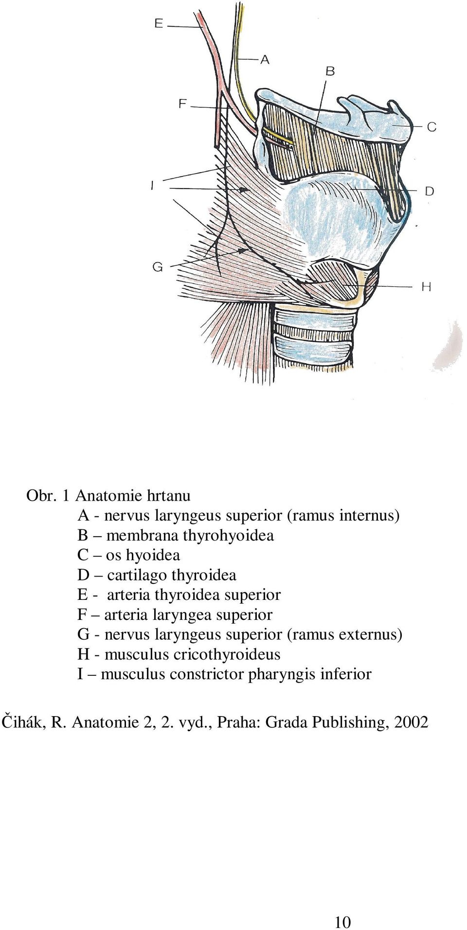 laryngea superior G - nervus laryngeus superior (ramus externus) H - musculus