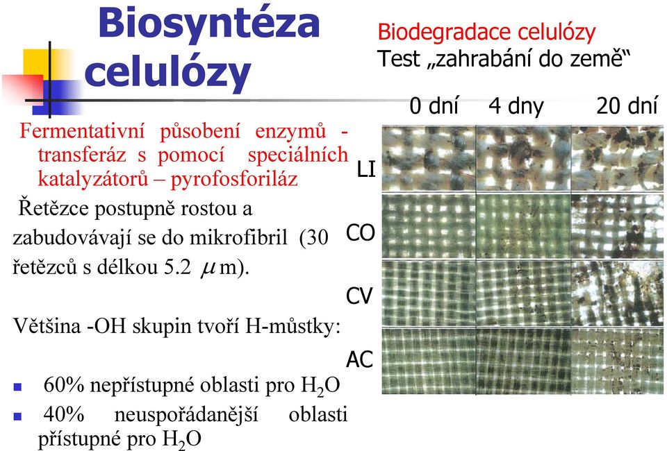 řetězců s délkou 5.2 µ m).