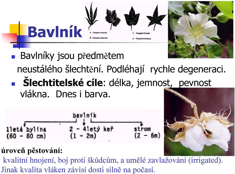 Šlechtitelské cíle: délka, jemnost, pevnost vlákna. Dnes i barva.